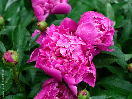 A bush of peonies bloomed in large lush flowers. Floral background with peonies