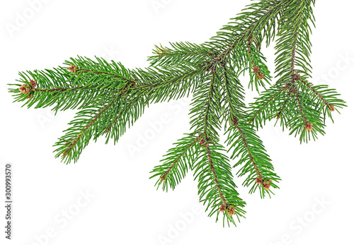 Fir tree branch isolated on white background