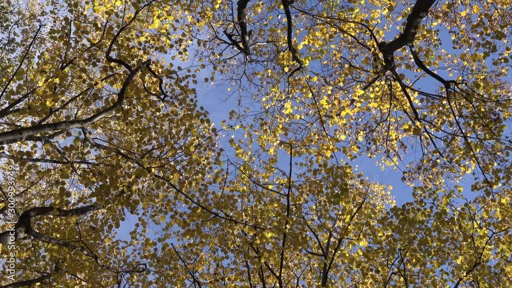 4k video of beautiful autumn or fall forest with trees leafs and branches. Nature outdoor environment 4k video of beautiful autumn or fall forest with trees leafs and branches. Nature outdoor environment