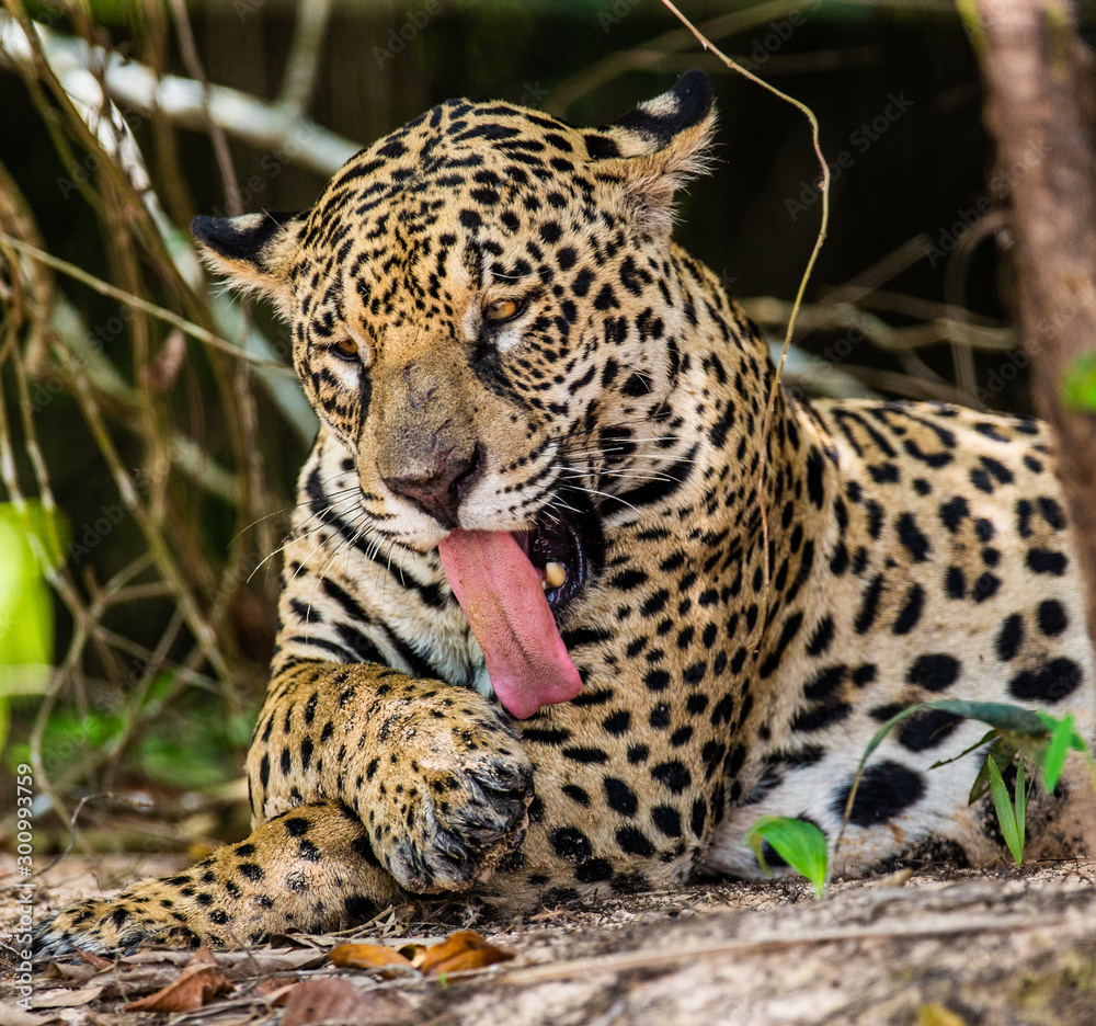 Fototapeta premium Jaguar lies on the ground among the jungle. Close-up. South America. Brazil. Pantanal National Park.
