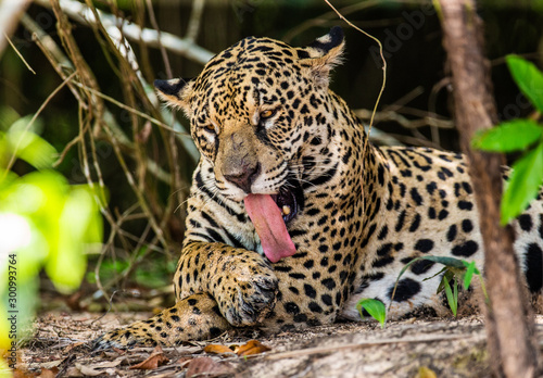 Jaguar lies on the ground among the jungle. Close-up. South America. Brazil. Pantanal National Park.