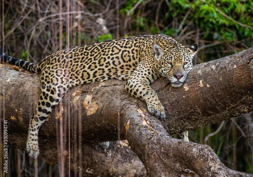 Jaguar lies on a picturesque tree in the middle of the jungle. South America. Brazil. Pantanal National Park. © gudkovandrey