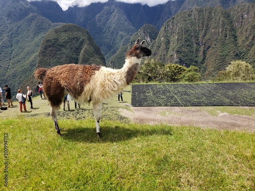 MACHU PICCHU AND MOUNTAINS IN PERU