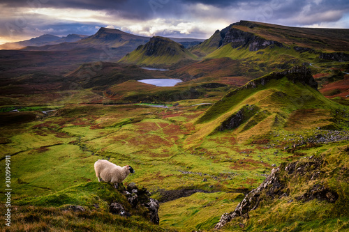 Lost sheep