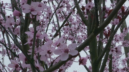 Cherry blossoms trees on a grey cold day