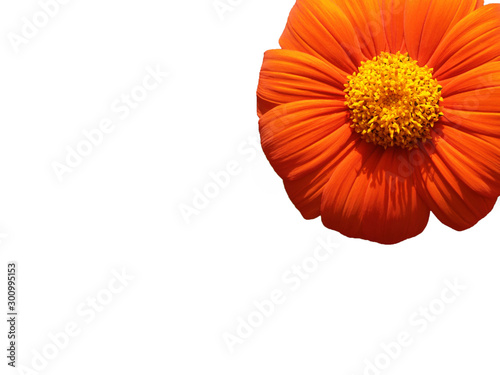 beautiful orange flower on a white background located in the upper right corner of the image