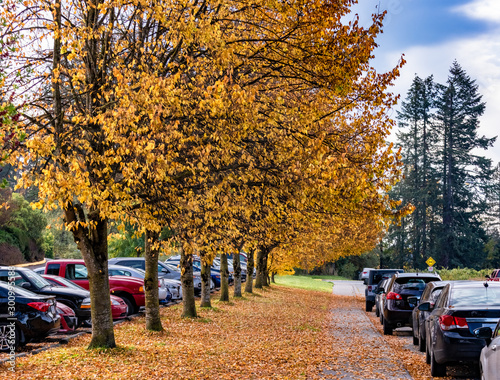 Autumn walkway under yellow trees beside the road with parked cars. photo