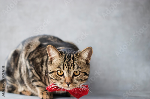Young tabby cat in a red bow tie on a gray background.