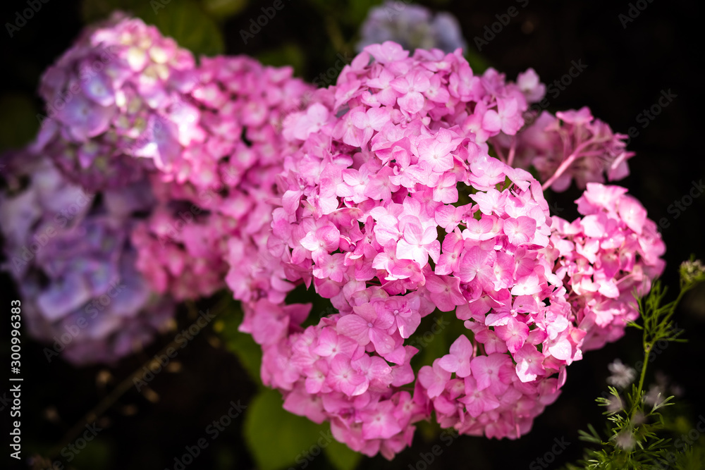 Brightening things up. Pink hydrangea in full bloom. Blossoming flowers in summer garden. Hydrangea blossom on sunny day. Flowering hortensia plant.summer garden. Pink hydrangea in full bloom. Brightening things up. Pink hydrangea in full bloom. Blossoming flowers in summer garden. Hydrangea blossom on sunny day. Flowering hortensia plant.summer garden. Pink hydrangea in full bloom.