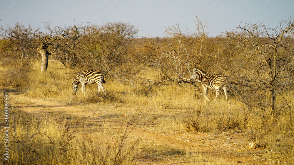 zebras in kruger national park, mpumalanga, south africa 6 zebras in kruger national park, mpumalanga, south africa 6