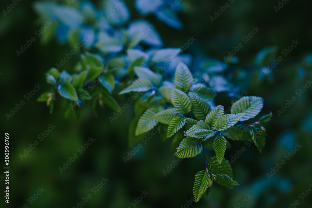 Blue and green branch background Blue and green branch background