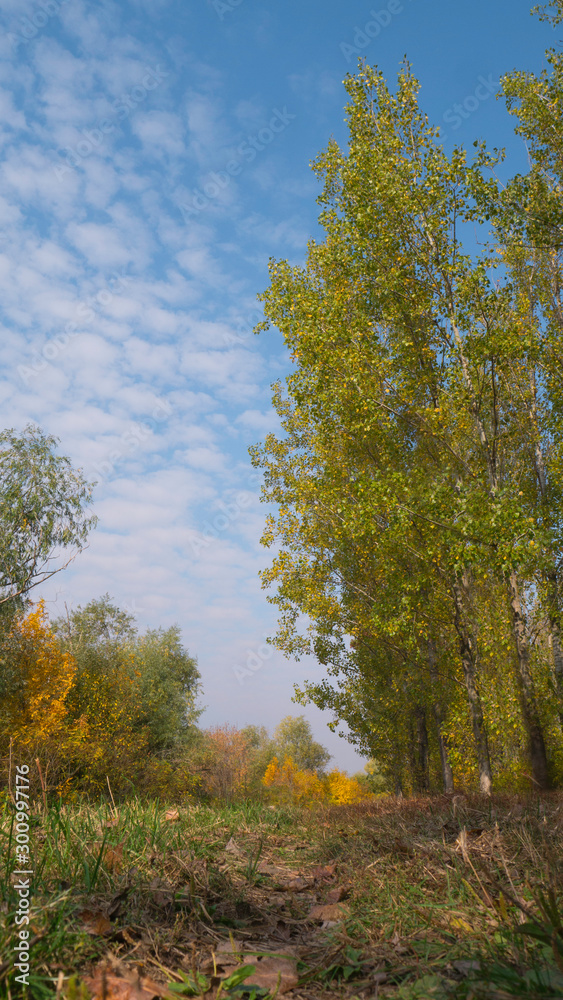 Fototapeta premium Autumn scenes. Yellow tree, country road and sunny blue sky. 