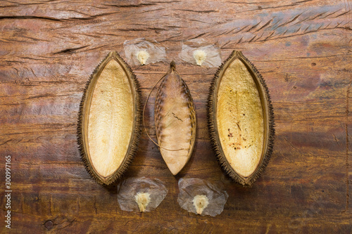 Monkey-comb (Pithecoctenium crucigerum) pod and seeds on wooden floor - Misiones province, Argentina