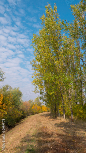 Autumn scenes. Yellow tree  country road and sunny blue sky. 