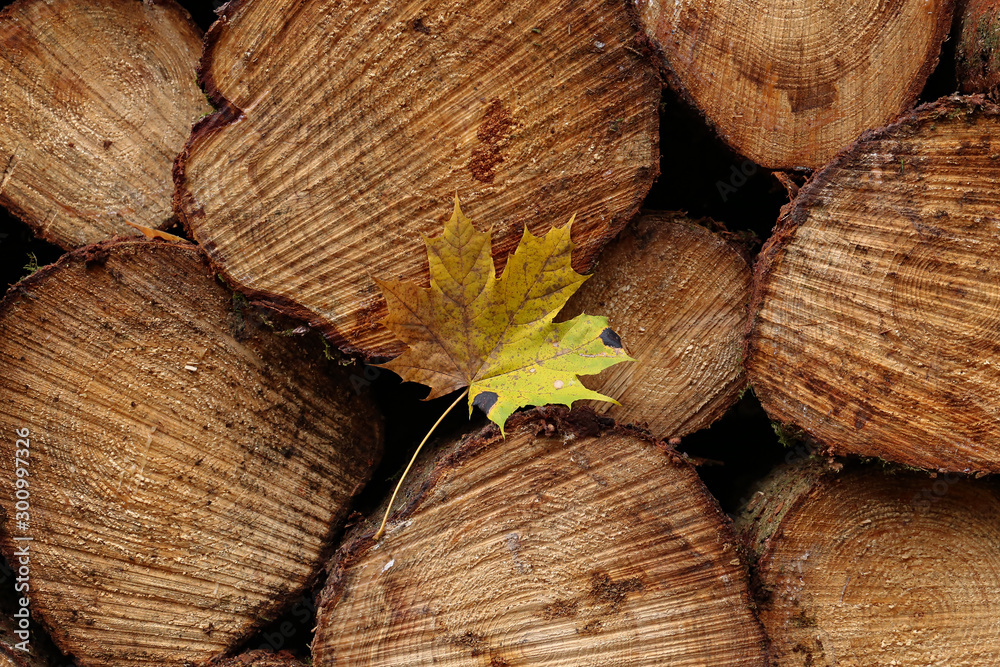 Yellow maple leaf lies in the woods on logs Yellow maple leaf lies in the woods on logs