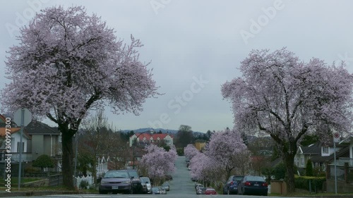 Cherry blossoms trees in urban location on a grey cold day