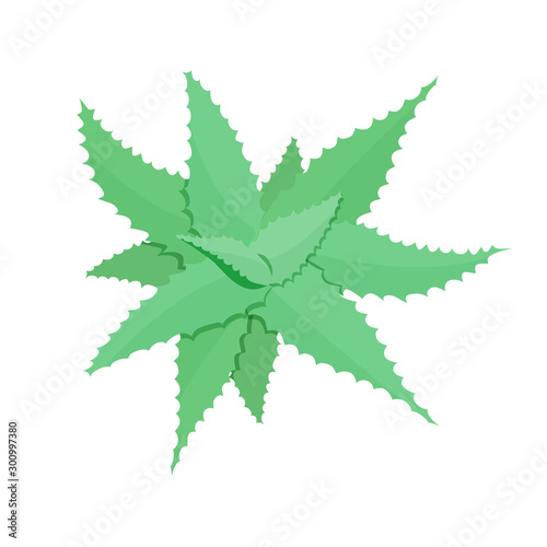 illustration of aloe vera plant blue green tint top view in flat style. medicinal plant, traditional medicine. for design, cosmetics. Vector graphics