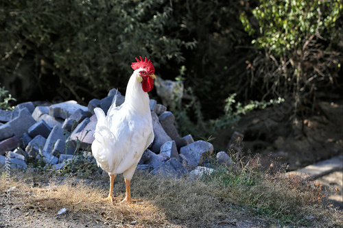White rooster screaming