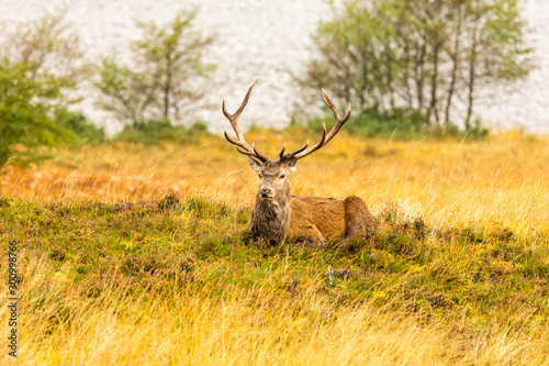 Red Deer stag, Monarch of the Glen, laying down in natural heather habitat beside a loch in Glen Strathfarrar, Scottish Highlands, UK. Horizontal. Space for copy.