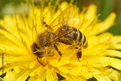 closeup of a honey bee during pollination sitting on a dandelion flower