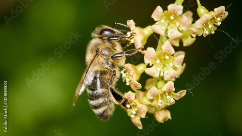 closeup of a bee during pollination sitting on a flower collecting pollen