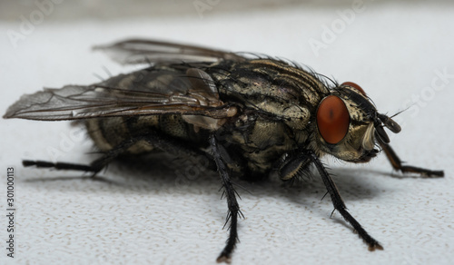 Macro photo of a fly as a background