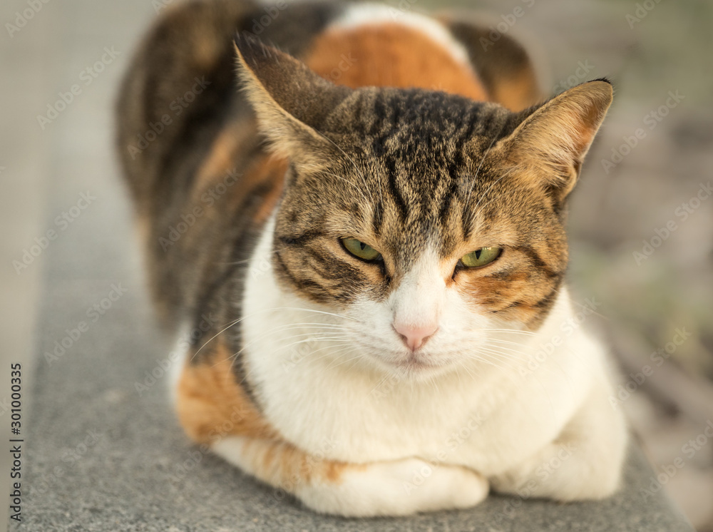 Beautiful cat sitting in the ground with sharp face and blurred background