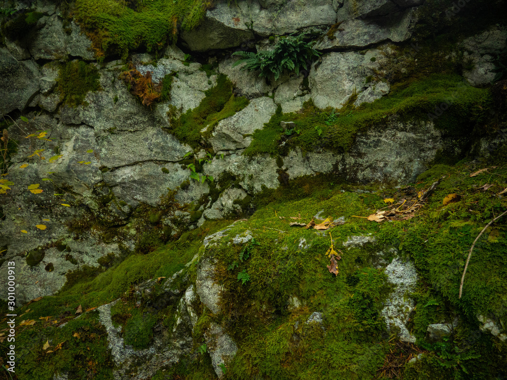 Rock Wall with Moss Rock Wall with Moss