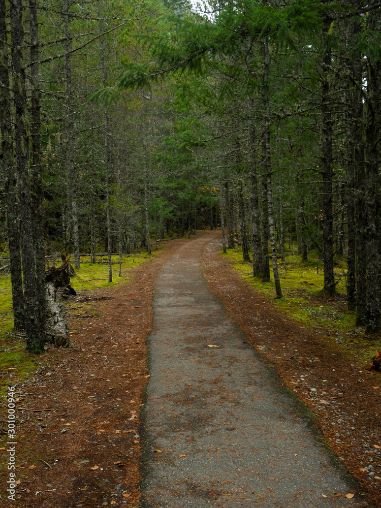 Fototapeta premium Tree Lined Path Washington