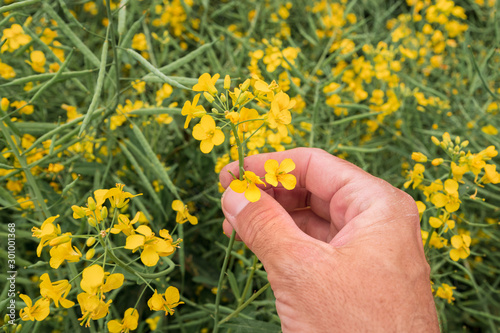 Agronomist checking on blooming rapeseed flower