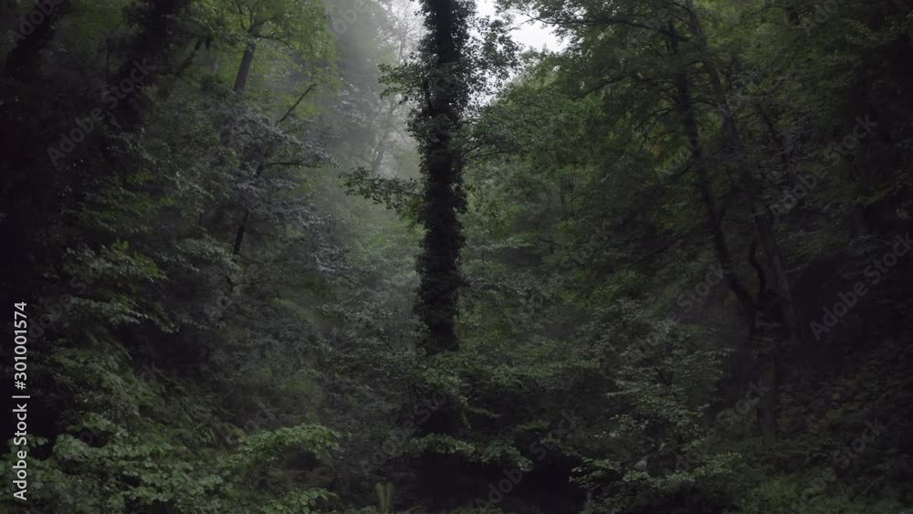 Beautiful green forest after summer rain. Wet trees foliage after tropical rain in forest. Amazing forest from drone flying through trees. Aerial forward view