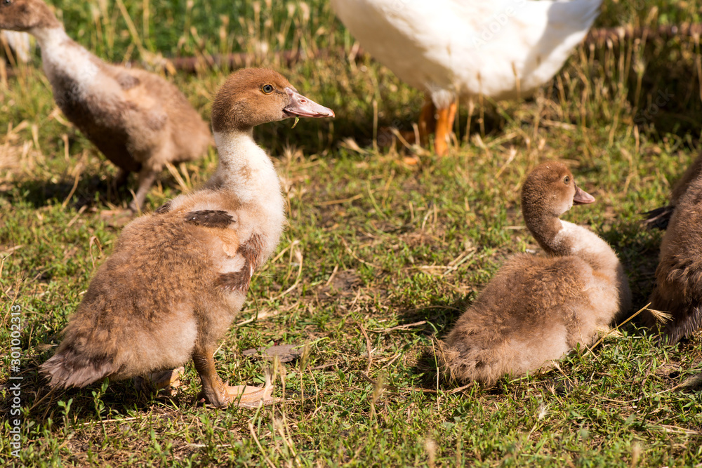 domestic duck. many ducks on the farm domestic duck. many ducks on the farm