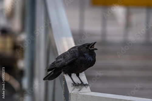 Photography A Craw is sittin on a fenve with the beek wide open