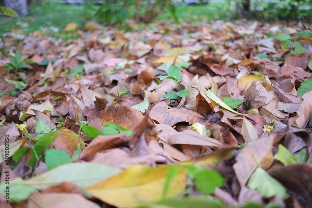 autumn in my garden, the leaves are different colors autumn in my garden, the leaves are different colors