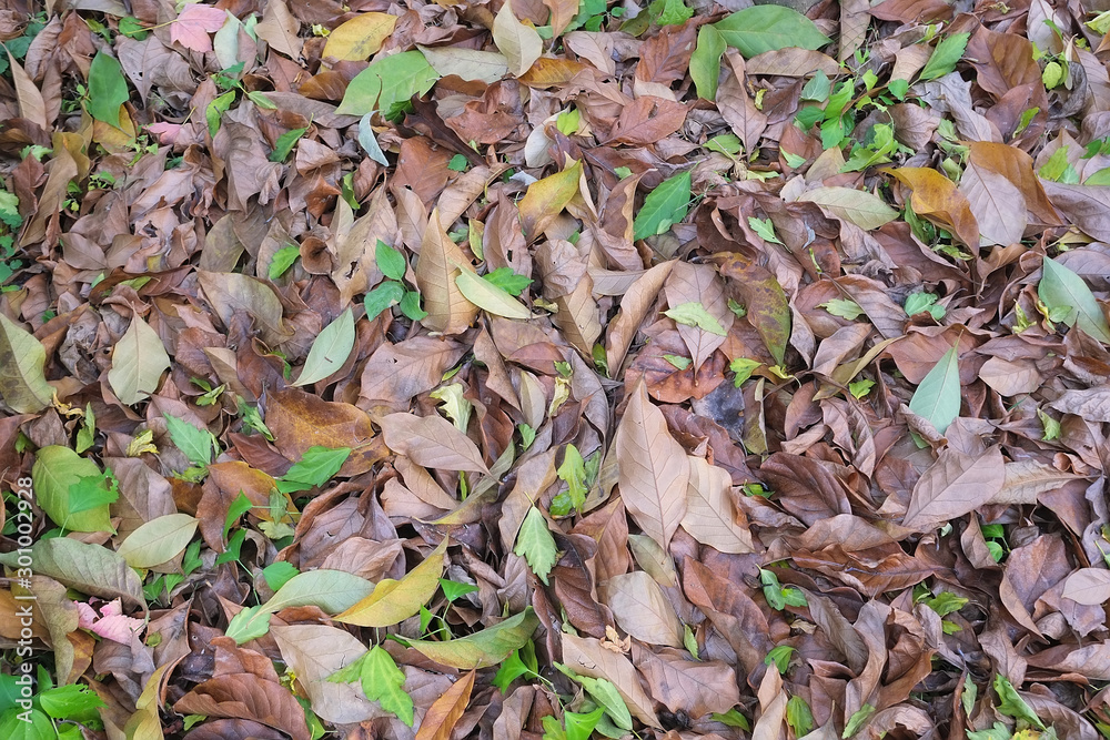 autumn in my garden, the leaves are different colors autumn in my garden, the leaves are different colors