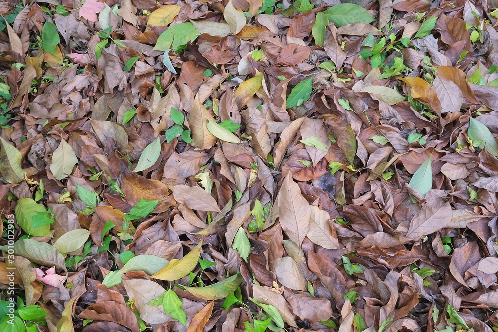 autumn in my garden, the leaves are different colors autumn in my garden, the leaves are different colors