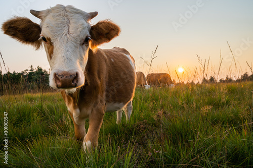 Kühe im Sonnenuntergang