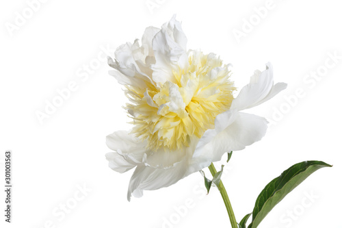 White-yellow peony with a terry center peony isolated on a white background.