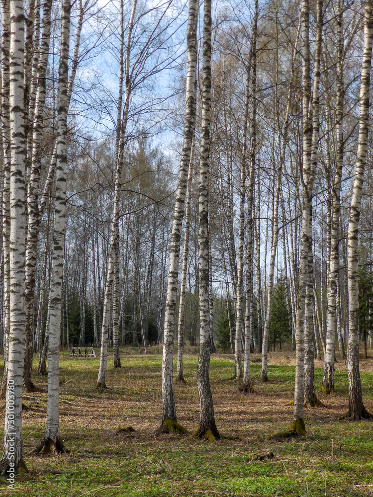 birch tree trunks in the park, autumn day
