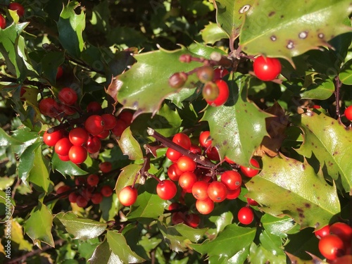 red berries on a branch