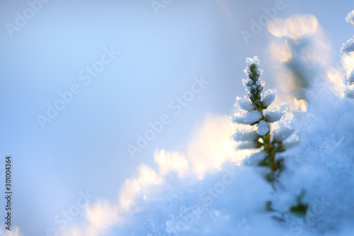Common heather, Calluna vulgaris, flowers covered with ice crystals and snow