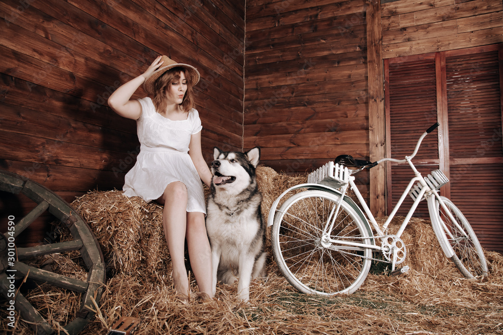 adorable plus size caucasian girl with red hair in a white summer dress poses with her big dog Malamute best friend on a haystack in a barn