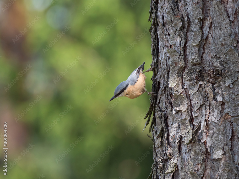 Close up wood Nuthatch or Eurasian nuthatch, climbing on larch tree trunk with head down. Green bokeh background, copy space. Close up wood Nuthatch or Eurasian nuthatch, climbing on larch tree trunk with head down. Green bokeh background, copy space.