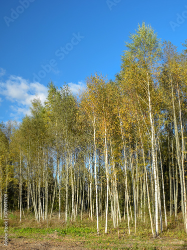 birch tree trunks in the park, autumn day