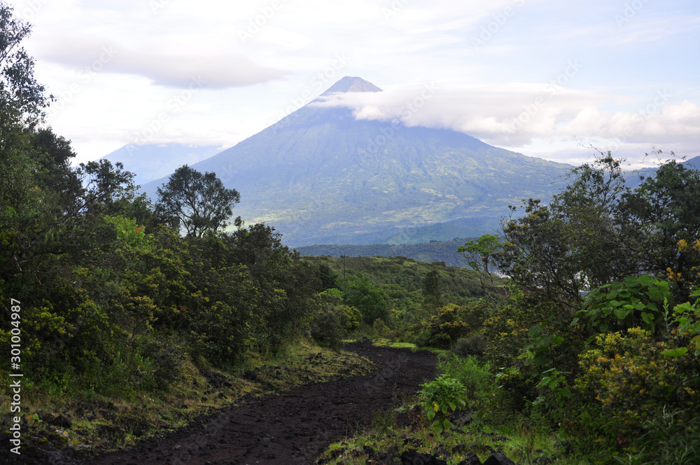 Hiking path through green trees on active volcano Pacaya close to Antigua in Guatemala, Central America.