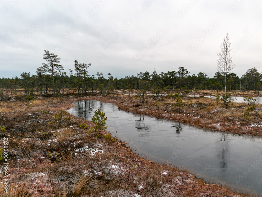 Obraz premium winter landscape with snow covered pine trees and swamp lakes