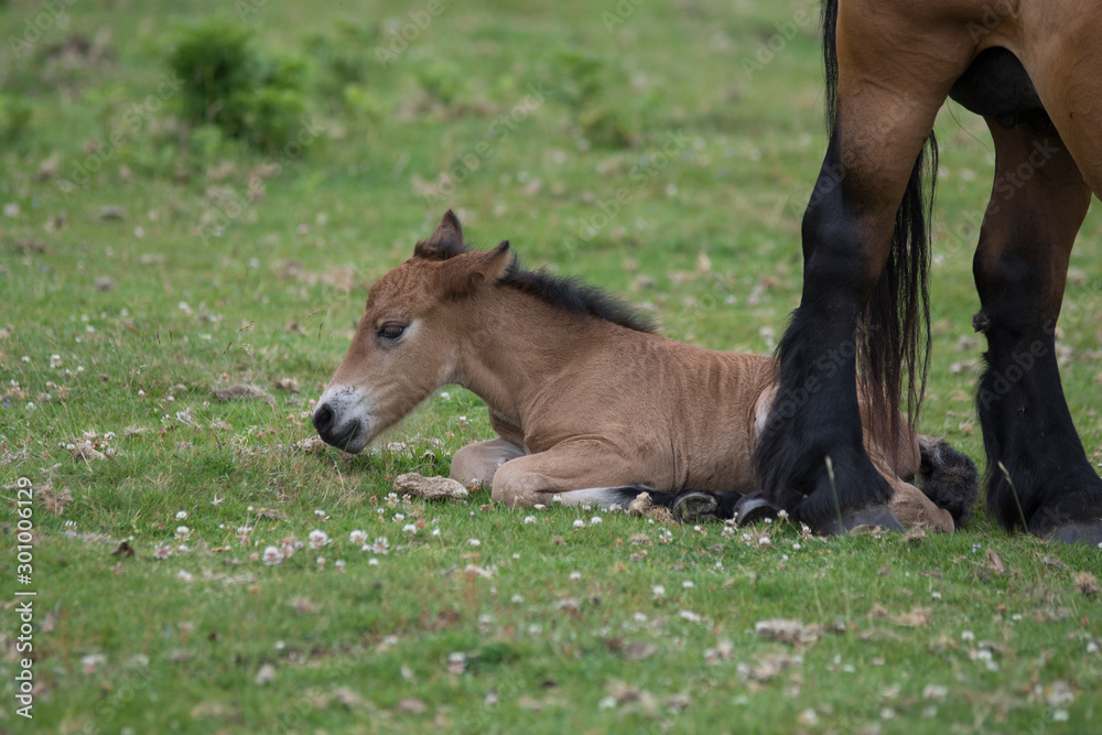 Fototapeta premium Just born baby horse