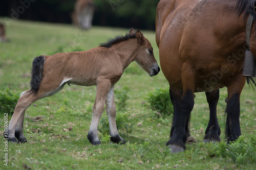 Just born baby horse
