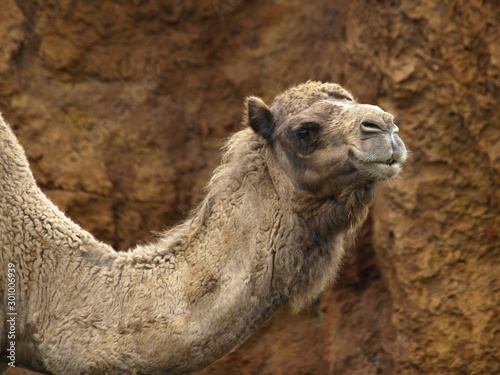 head and neck of a dromedary