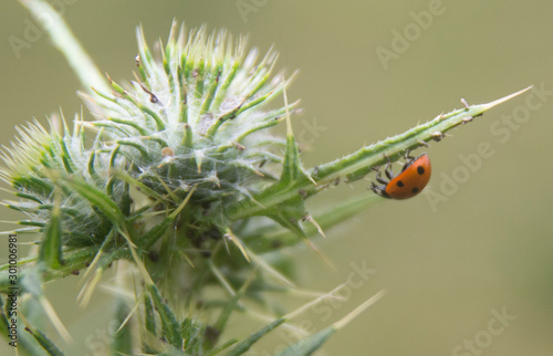 ladybird climbing a plant